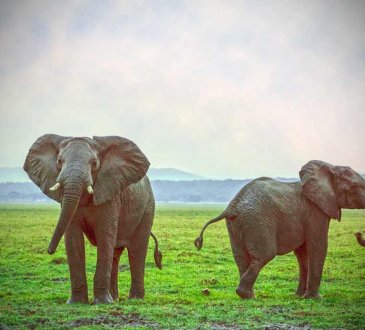 znane trąbowce - słoń to gigant wśród zwierząt. Jaka jest jego waga?