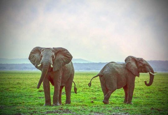 znane trąbowce - słoń to gigant wśród zwierząt. Jaka jest jego waga?
