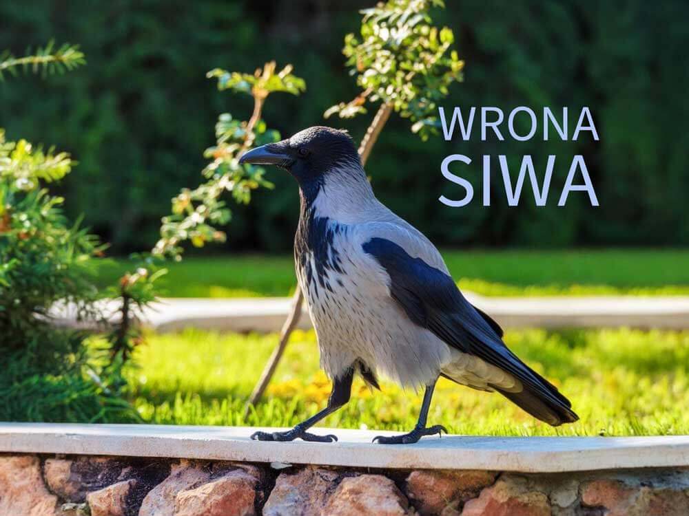 Wrona siwa - ile żyje, jak wygląda - Koon