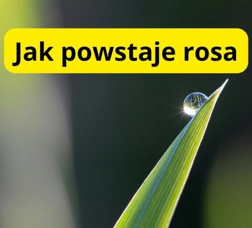 jak powstaje rosa