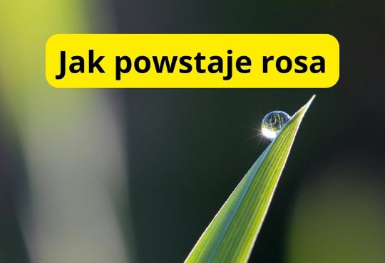 jak powstaje rosa