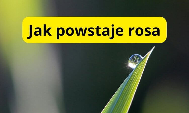 jak powstaje rosa